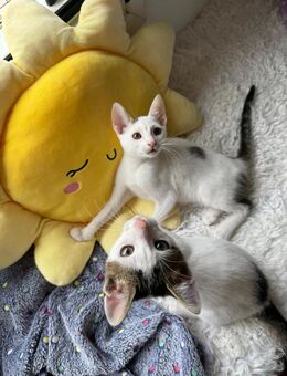 Milo & Oskar suchen für-immer-Zuhause - Walluf