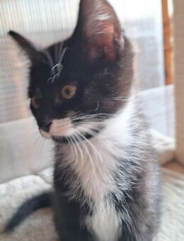 2 Hauskatzen suchen ein neues Zuhause - Arnsdorf