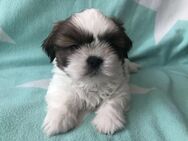 Typvolle Shih Tzu Babys suchen ein neues Zuhause - Bonn Castell