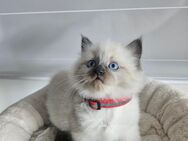 Ragdoll Kitten - Rülzheim