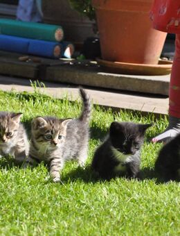 Liebevoll, verspielte Katzenbabys suchen neues Zuhause - Bergisch Gladbach