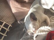 Französische Bulldogge Hündin - Alsdorf Zentrum