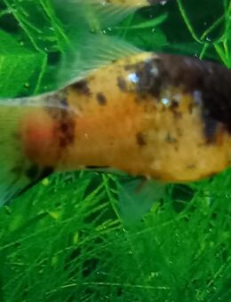 Hummelplaty - Hohenroth
