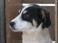 Kaami sucht seine Menschen - Kallmünz