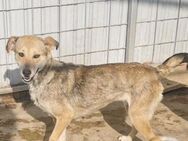 Fenja sucht ein liebevolles Zuhause - Blankenheim (Nordrhein-Westfalen)