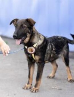 Schäfi-Mix Bonus sucht aktive Familie - München