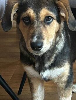 Kleine, niedliche Mia sucht ihr Glück - Berlin