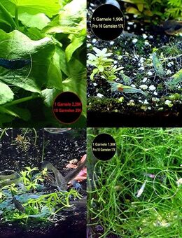 Zwerggarnelen, reinerbig, Versand/ Abholung - Mechernich