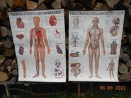 4 x Anatomische Lehrkarten für Praxen - München Maxvorstadt
