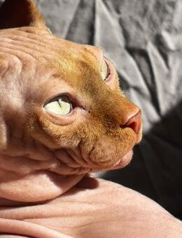 Sphynx Kater sucht dringend neues liebevolles Zuhause - Bielefeld