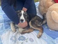 Franny -Neugierig - Familienhund - Lieb - Blankenheim (Nordrhein-Westfalen)