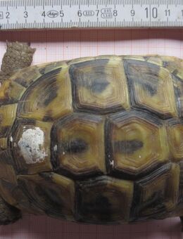 griechische landschildkröte aus 2021 - Deggendorf
