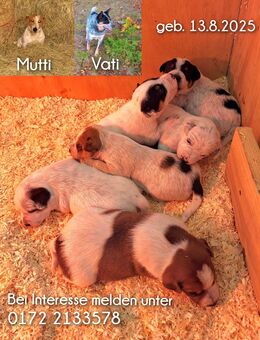 Jack Russell Terrier Mischlinge - Breitenbrunn (Erzgebirge)
