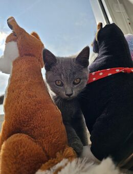 BKH Kitten - Gelsenkirchen Hassel