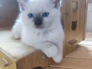 Ragdoll edelmix Kitten - Hungen