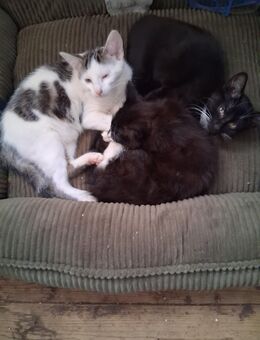 Katzen zum abgeben - Freisen