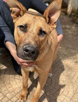 Orto zerbricht langsam! - Bad Vilbel