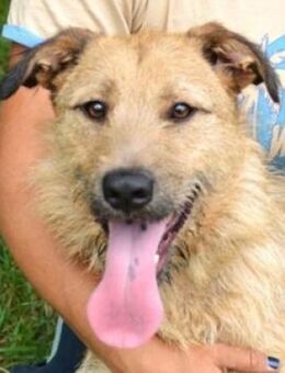 Hundejunge BREEZE - Gefrees