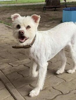 Lilu von kettenlos - Bollingstedt