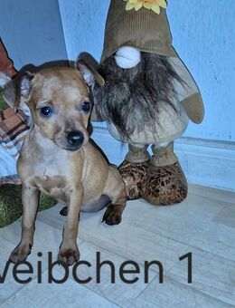 Zwergpinscher Welpe - Frankfurt (Main)