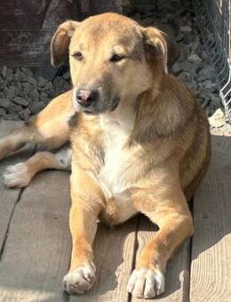 CODITZA - sehr freundlich und lieb! - Korschenbroich