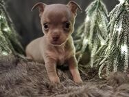 Chihuahua Welpen in Lilac tan - Auw (Prüm)