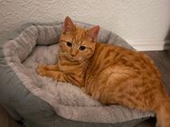 BKH Mix Katze Orang zu verkaufen - Köln