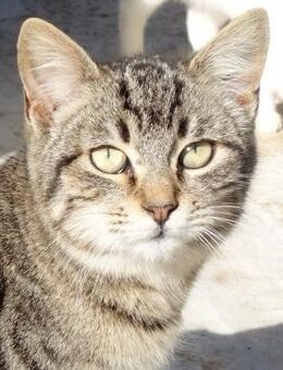 Anhänglicher Anubis sucht Zuhause - Bergkirchen