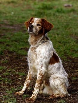 Canelo - Zuhause gesucht - Duisburg