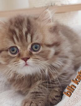 Reinrassige Britische Langhaarige Katze von Vereingehörigen zucht - Osnabrück