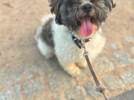 DECKRÜDE Shih Tzu Malteser - Itzehoe