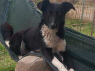 KIWI 🍀🍀🍀Sucht eine liebvolle Familie - Bad Karlshafen