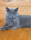 Deckkater in 5022