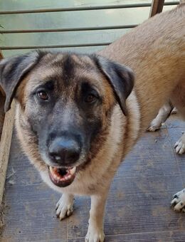 EIRIS - anhängliche, verschmuste Hündin - Aerzen