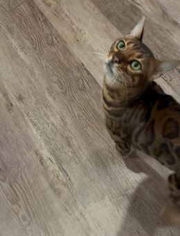 bengal Kater zu verkaufen - Vechta Zentrum
