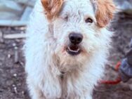 Lucky 💗 fröhlich+aufgeweckt sucht dich! - Hamburg