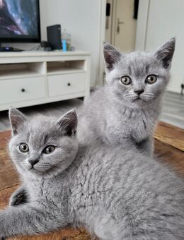 Bkh kitten suchen ein neues Zuhause - Düsseldorf