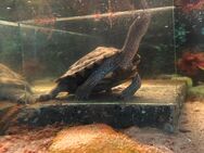 Wasserschildkröte Weibchen - Bad Salzuflen