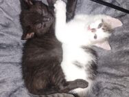 Baby Katzen - Seegebiet Mansfelder Land