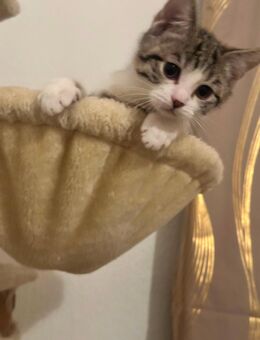 BKH Kitten suchen ein lieben Zuhause - Ludwigshafen (Rhein) Zentrum