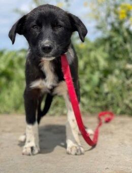 AGATA ein prächtiges Hundekind....... - Kempen