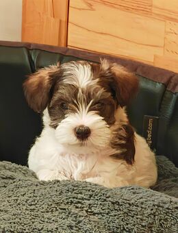 Zwergschnauzer Hündin, gescheckt - Admannshagen-Bargeshagen