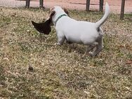 Reinrassige Welpen Jack Russell Terrier, von 28.06 verfügbar abzugeben - Erlangen