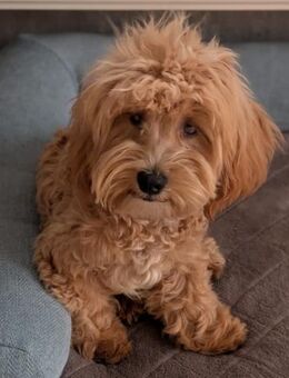 Bogyo. Maltipoowelpe mit Handicap - Remagen