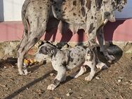 Deutsche Doggen Welpen noch 4 Welpen da - Köthen (Anhalt)