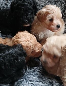 Das Familienglück auf lockigen Pfötchen , 6 reinrassige Zwerg- Pudelbabys möchten Euer Herz erobern - Sontra Zentrum