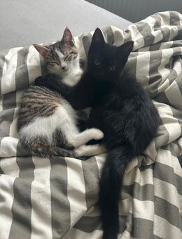 BKH kitten - Waltrop