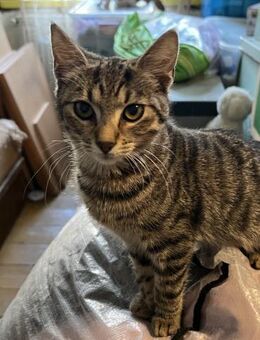 Lady Panka - Süderbrarup