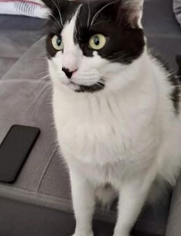 Sharif, charmanter Kater, ca. 4J 51429 - Vaterstetten