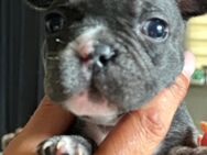 Französische Bulldogge welpen oktober auszugsbereit - Ostrach